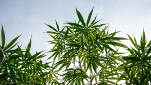 CHOOSING THE RIGHT CANNABIS CONSULTING FIRM