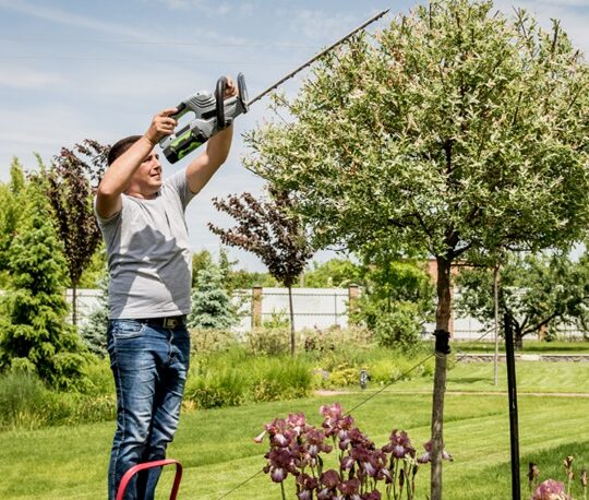 Tree Trimming